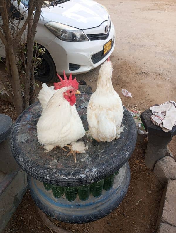 bantam white pair for sale 0