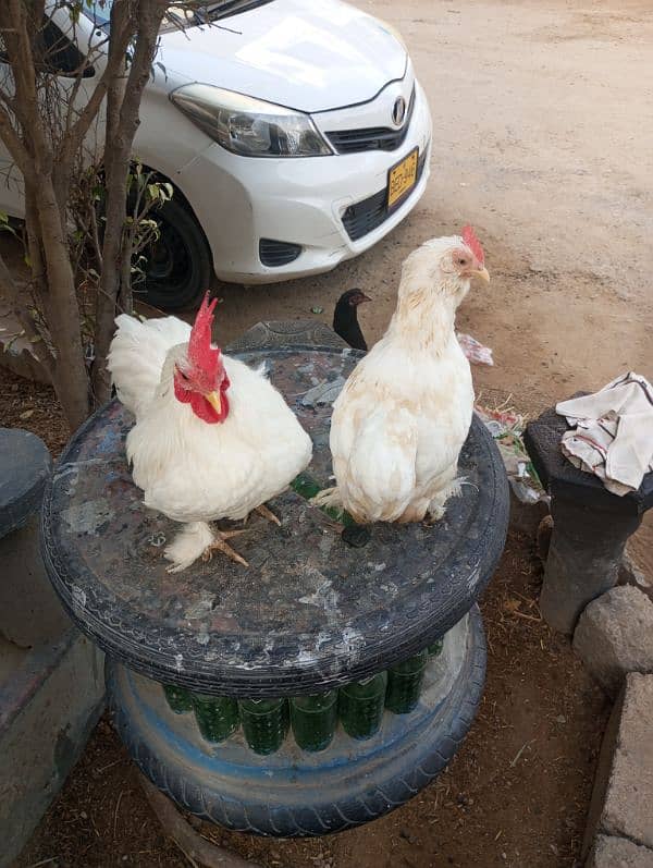 bantam white pair for sale 1