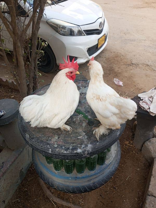 bantam white pair for sale 2