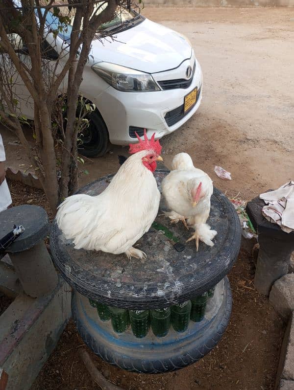 bantam white pair for sale 3