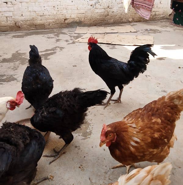 All Hens for sale 5