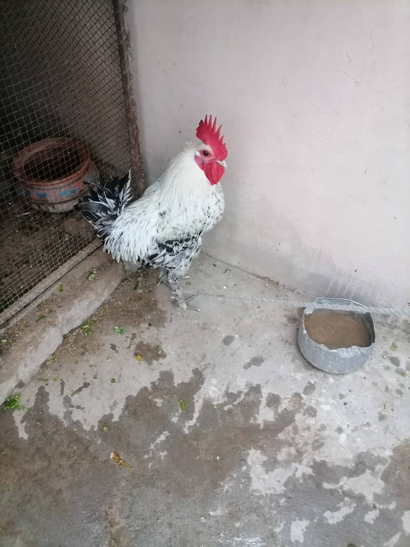 DESI MURGA FULL ACTIVE AND VACCINATED FOR SALE 0