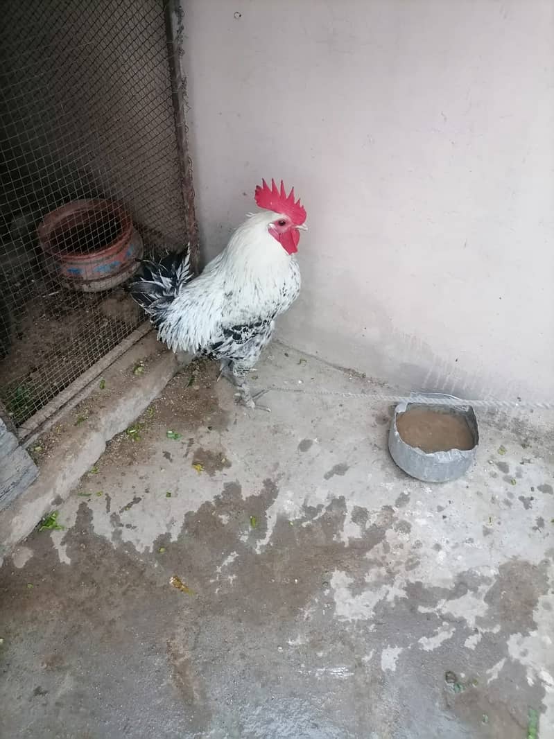 DESI MURGA FULL ACTIVE AND VACCINATED FOR SALE 1