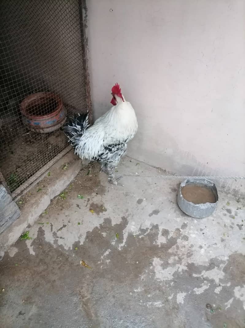 DESI MURGA FULL ACTIVE AND VACCINATED FOR SALE 2