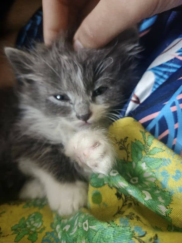 kittens for sale 2