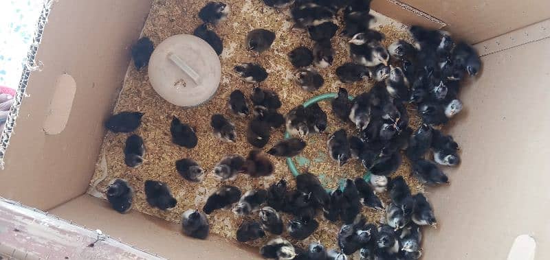 Australorp and Plymouth chicks 0