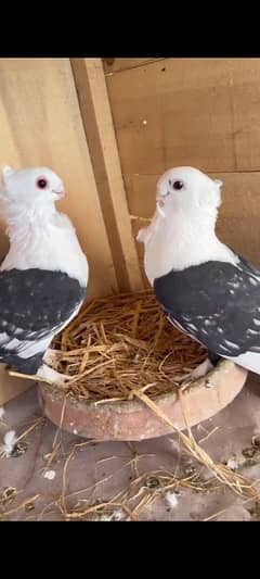 SENTIENT PIGEON BREDAR PAIR