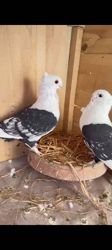 SENTIENT PIGEON BREDAR PAIR 2