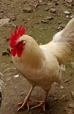 Desi male hen for sale