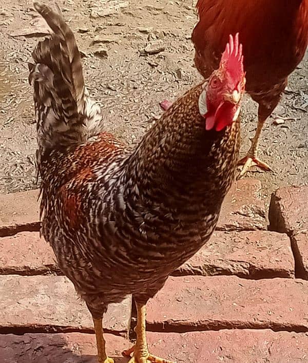 Desi male hen for sale 1