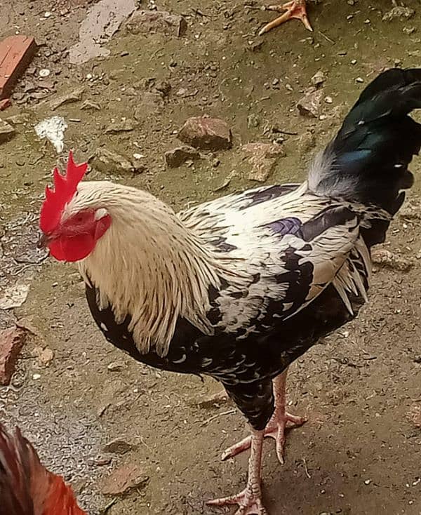 Desi male hen for sale 3