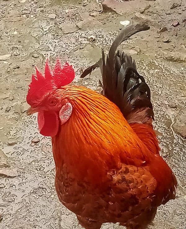 Desi male hen for sale 5