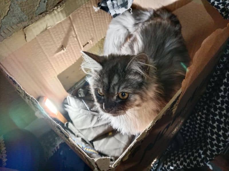 Persian Cat for sale 0