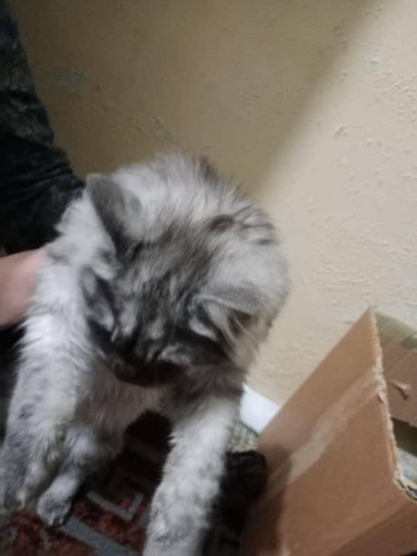 Persian Cat for sale 2