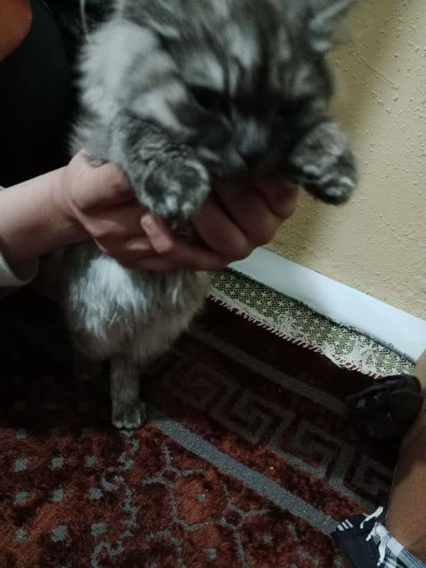 Persian Cat for sale 3