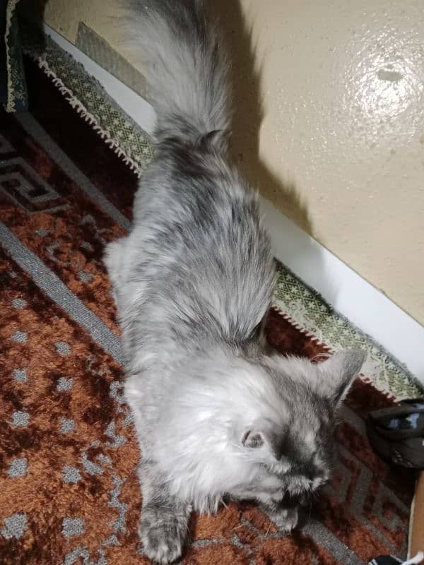 Persian Cat for sale 4