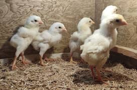 Quality White O Shamo Chicks