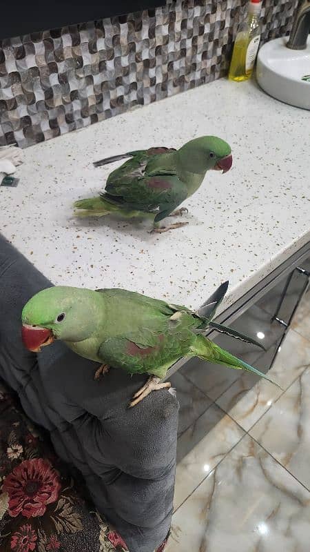 RAW PARROTS PAIR 8