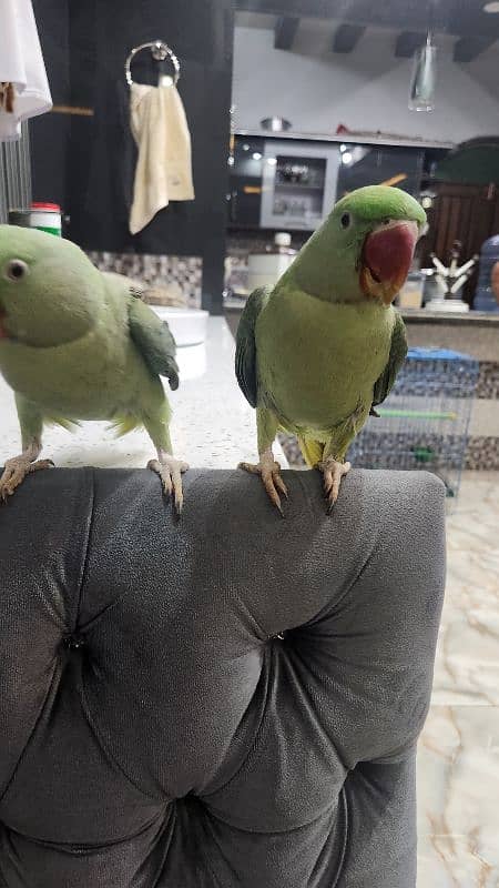 RAW PARROTS PAIR 10