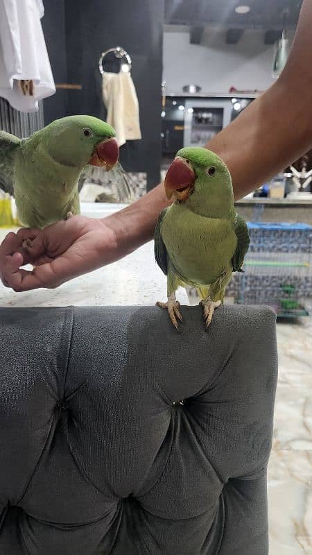 RAW PARROTS PAIR 11