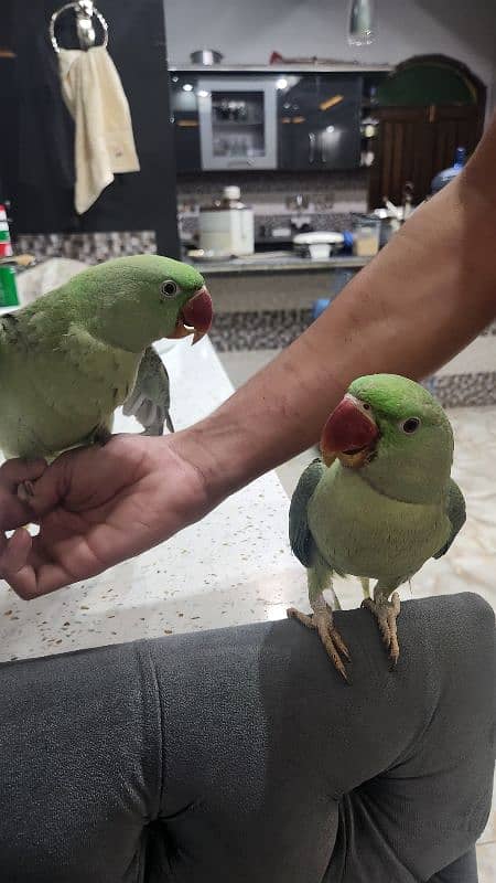 RAW PARROTS PAIR 12