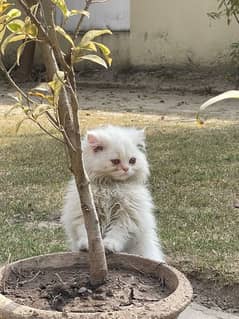 Persian Kittens (Male) Tripple Coat