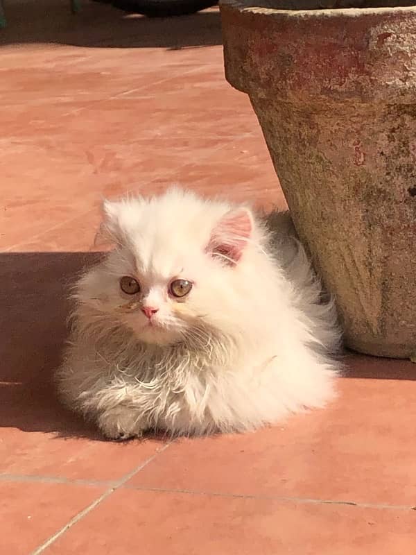 Persian Kittens (Male) Tripple Coat 2