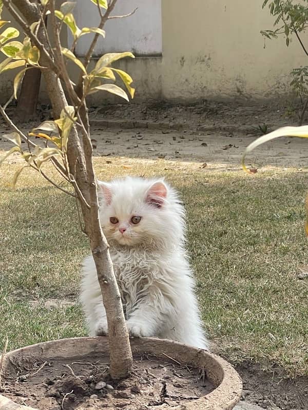 Persian Kittens (Male) Tripple Coat 3