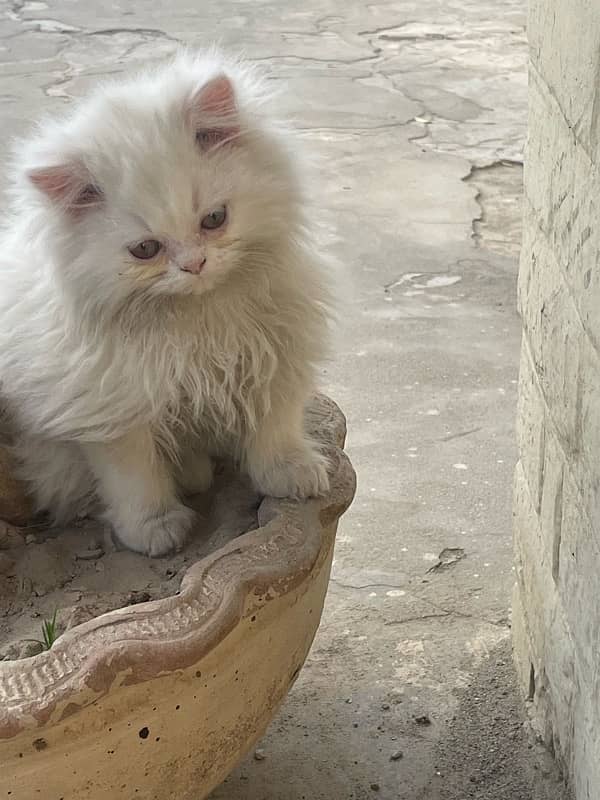 Persian Kittens (Male) Tripple Coat 5