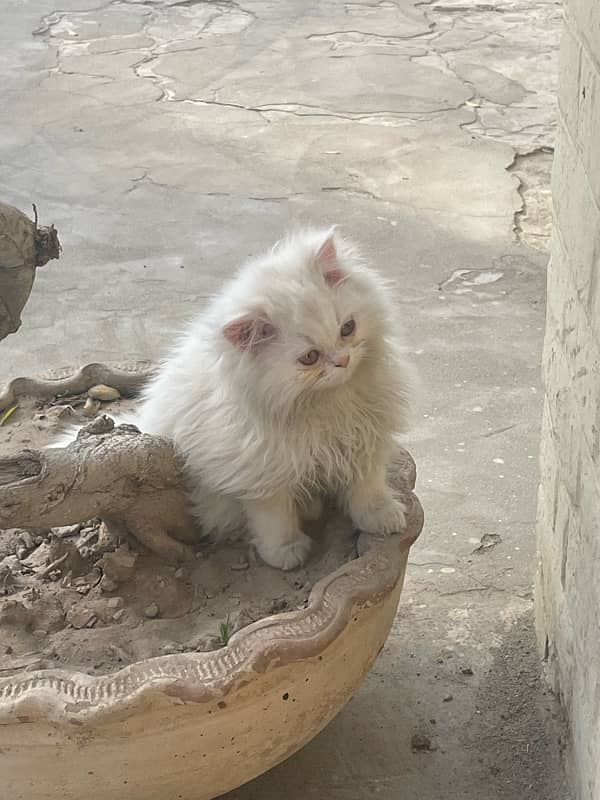 Persian Kittens (Male) Tripple Coat 6