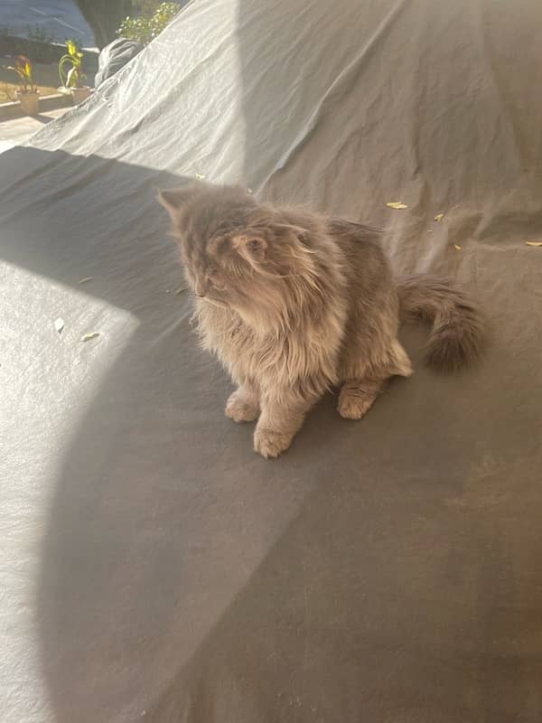 Persian Kittens (Male) Tripple Coat 7