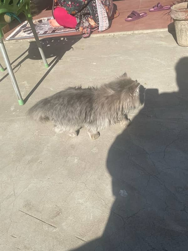 Persian Kittens (Male) Tripple Coat 9