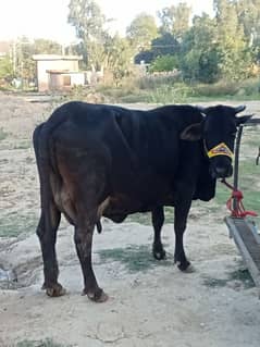 2 cholastani cross cow for sale dhod 12kg Ake sony me tayar ha