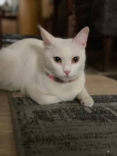 turkish angora female up for adoption