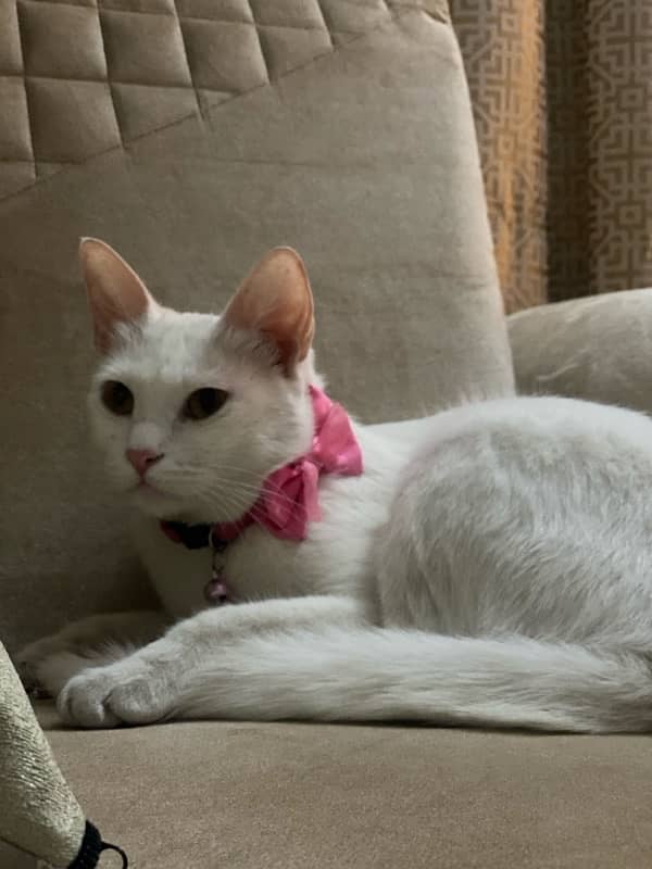 turkish angora female up for adoption 2