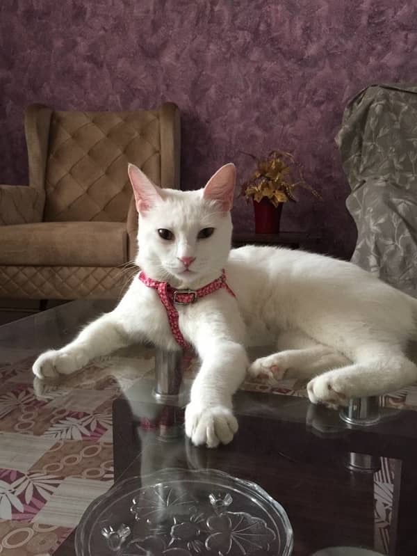 turkish angora female up for adoption 3