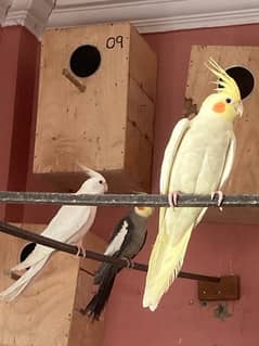 Cockatiel + Sun cunore