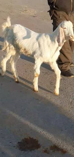 female goat