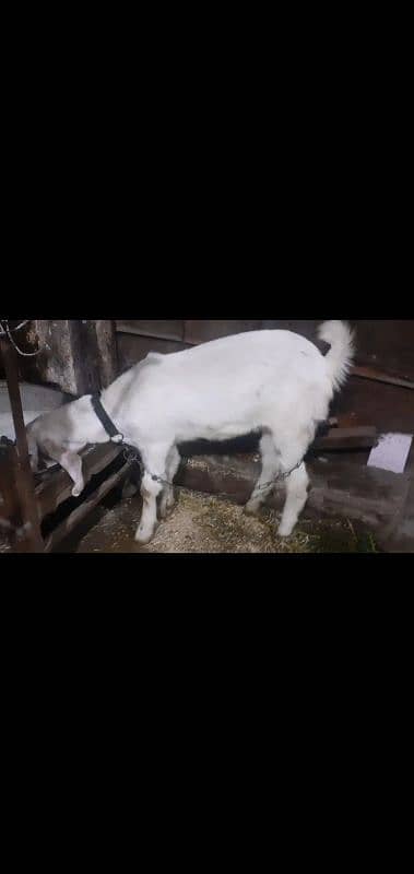 female goat 9