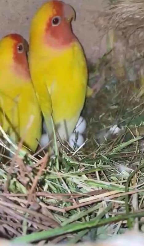 albino split red eyes and lotino breeder pairs 4