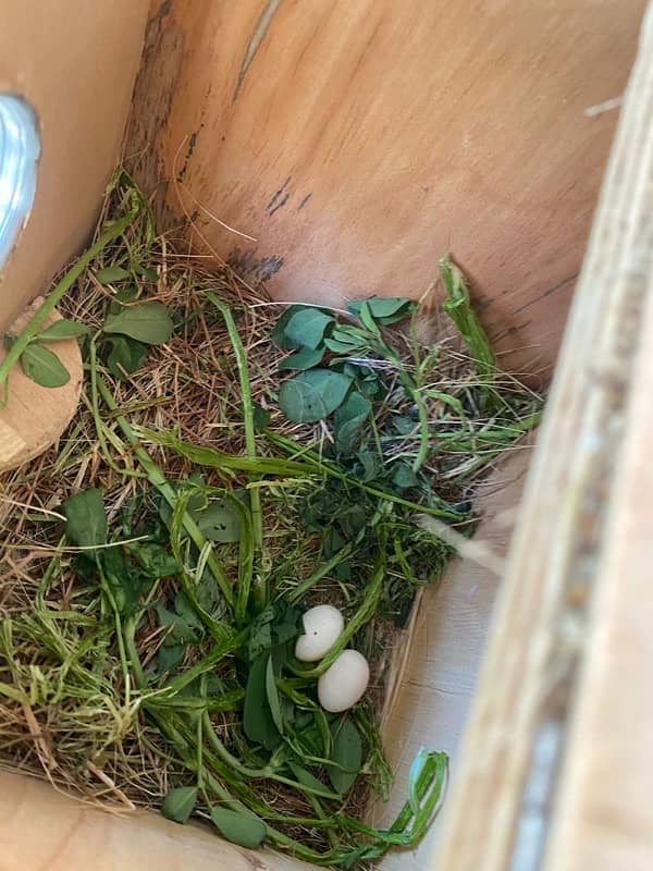 albino split red eyes and lotino breeder pairs 6