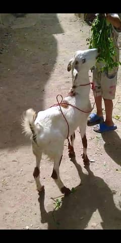 Bakra For Sale Qurbani 2025