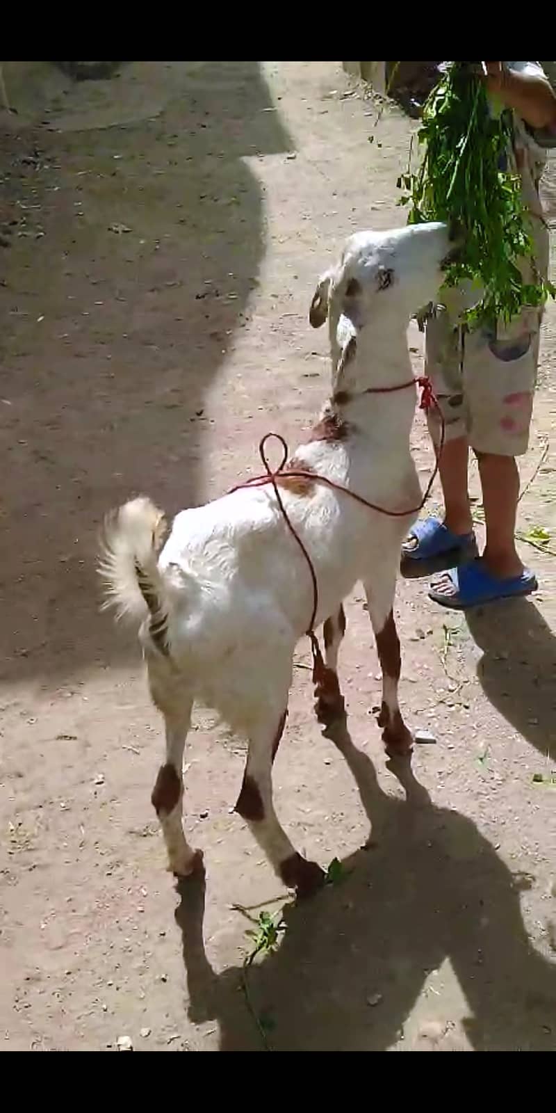 Bakra For Sale Qurbani 2025 0