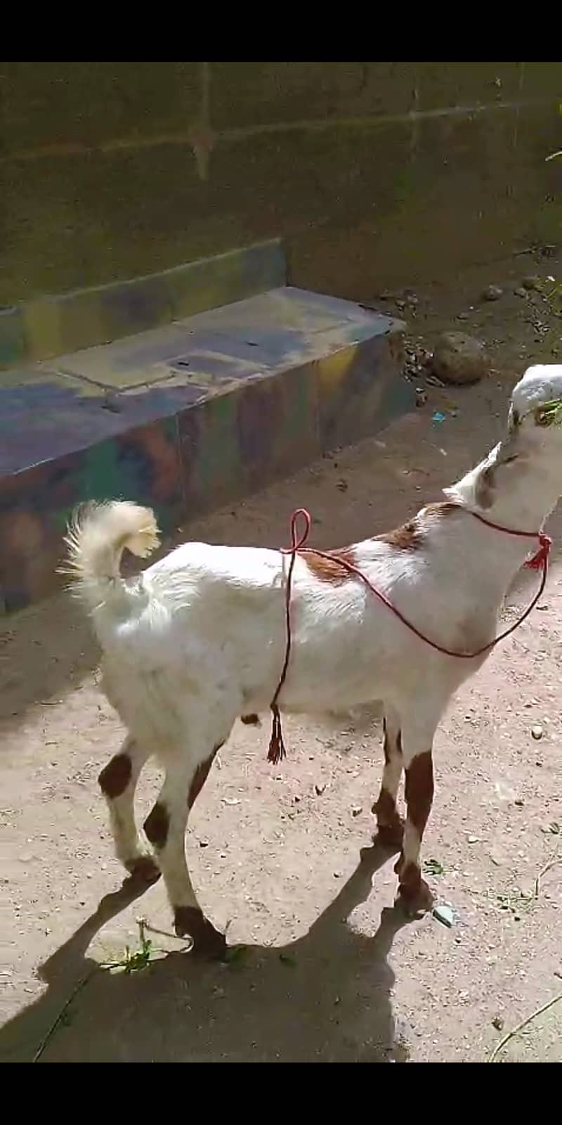 Bakra For Sale Qurbani 2025 1