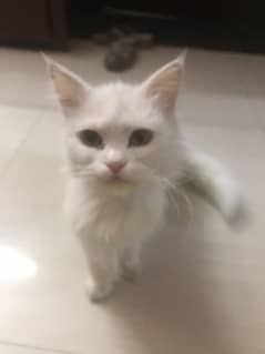 persian cat