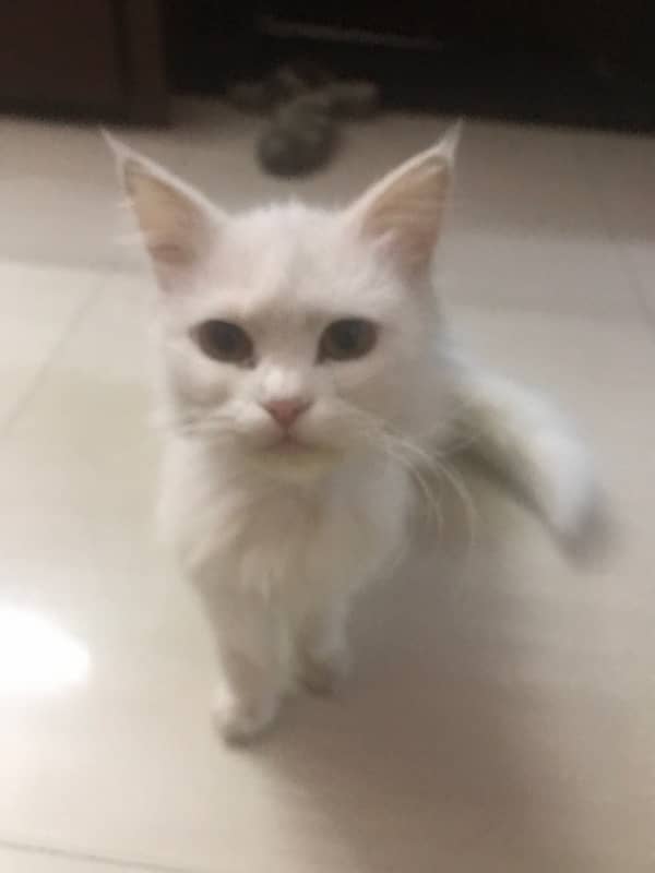 persian cat 0