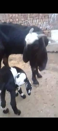 goat with 2 month male baby