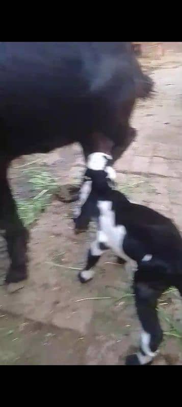 goat with 2 month male baby 2