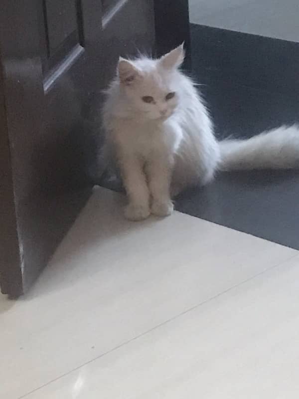 persian cat 1