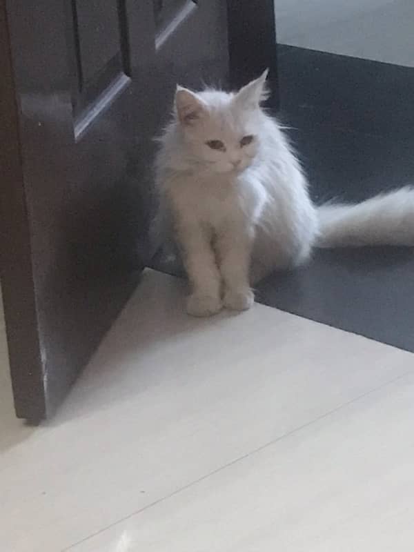 persian cat 2